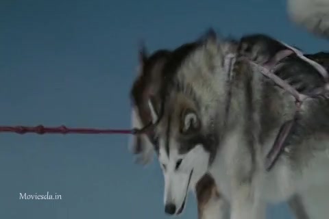 Eight Below (2006) Sample (480x320).mp4